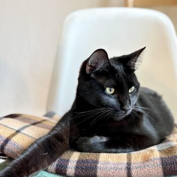 Poppy [bonded with sister, Fern] -  Domestic Short Hair Cat Available for Adoption in Benicia, California - Poppy [bonded With Sister, Fern] | PetCurious