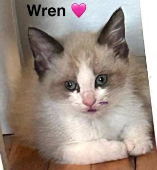 Wren -  Siamese Cat for Adoption in Beckley, West Virginia - Wren | PetCurious