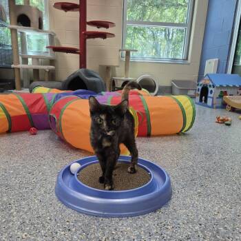 Kalamata -  Domestic Short Hair Cat for Adoption in Charleston, South Carolina - Kalamata | PetCurious