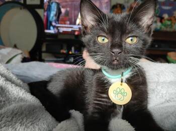 Zeno -  Tuxedo Cat for Adoption in Albuquerque, New Mexico - Zeno | PetCurious