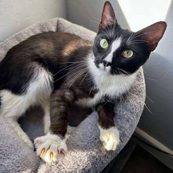 Domestic Short Hair Cats Available for Adoption - Athena | PetCurious