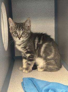 Bunny -  Domestic Medium Hair Cat for Adoption in Liverpool, New York - Bunny | PetCurious