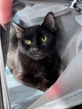 Zachary & Zoe -  Domestic Short Hair and Bombay Cat for Adoption in Newark, New Jersey - Zachary & Zoe | PetCurious