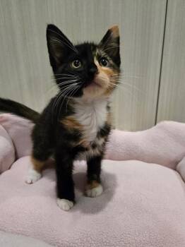 Reese -  Domestic Short Hair Cat for Adoption in West Palm Beach, Florida - Reese | PetCurious