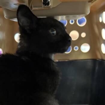 Emma -  Domestic Short Hair Cat for Adoption in Des Moines, Iowa - Emma | PetCurious