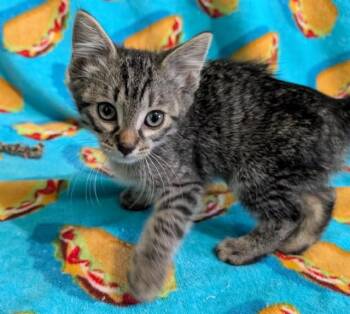 THREE CANS OF CHEEZ WHIZ -  Domestic Short Hair Cat for Adoption in Colorado Springs, Colorado - THREE CANS OF CHEEZ WHIZ | PetCurious