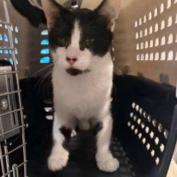 Will Solice -  Domestic Short Hair Cat for Adoption in Fredericksburg, Virginia - Will Solice | PetCurious