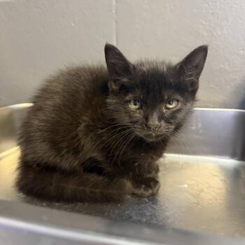 Domestic Short Hair Cats Available for Adoption in Tuscaloosa, Alabama - TUSC-Stray-84390 | PetCurious