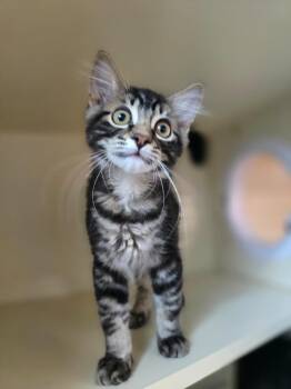 Buzz Lightyear -  Domestic Short Hair Cat for Adoption in Sebastian, Florida - Buzz Lightyear | PetCurious