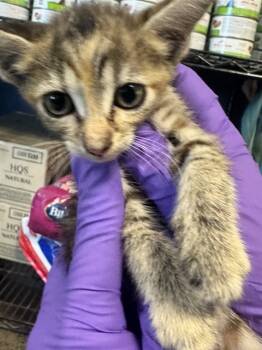 Rescue Domestic Short Hair Cats for Adoption in Doral, Florida - GODIVA | PetCurious