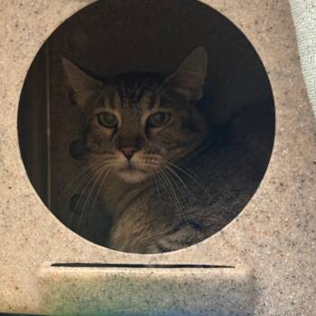 Yuki -  Domestic Short Hair Cat for Adoption in Cheyenne, Wyoming - Yuki | PetCurious