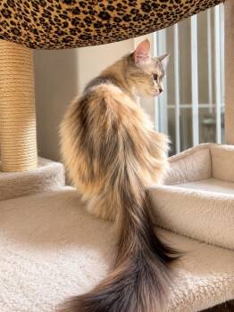 Priscilla -  Siamese Cat for Adoption in Calimesa, California - Priscilla | PetCurious