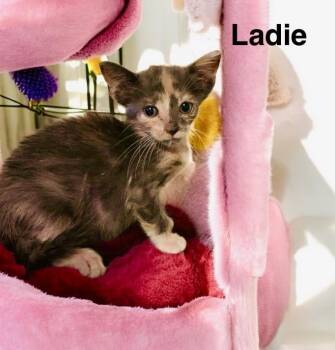 Rescue Dilute Calico Cats for Adoption in Lakeland, Florida - Ladie | PetCurious