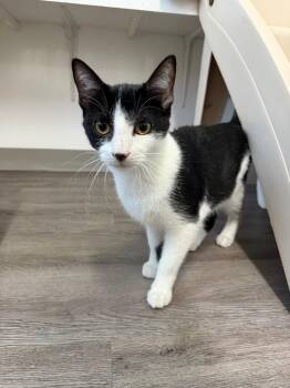 Domestic Short Hair Cats Available for Adoption in Glenfield, New York - Mac | PetCurious