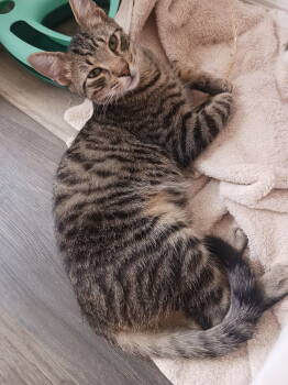 Rescue Domestic Short Hair Cats for Adoption in Zephyrhills, Florida - Elvis (6991) | PetCurious