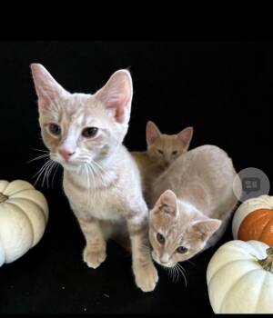 Gabriel -  Domestic Short Hair Cat for Adoption in Walled Lake, Michigan - Gabriel | PetCurious