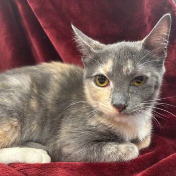 Rescue Domestic Short Hair Cats for Adoption in Houston, Texas - Louise | PetCurious