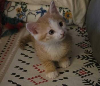 Elwood -  Tabby Cat for Adoption in Calimesa, California - Elwood | PetCurious