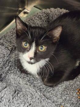 Rescue Domestic Short Hair Cats for Adoption in Hilton Head Island, South Carolina - Dallas | PetCurious