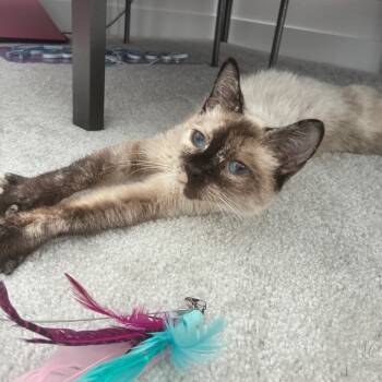 Rescue Siamese Cats for Adoption in Agoura Hills, California - Marina | PetCurious