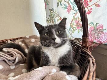 Rescue Domestic Short Hair Cats for Adoption in Inglewood, California - Aster | PetCurious