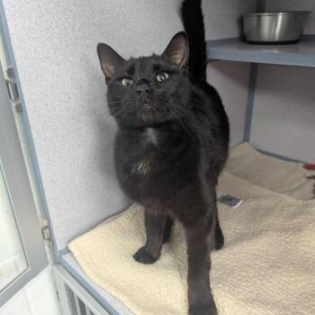 Domestic Short Hair Cats Available for Adoption - Bruce | PetCurious