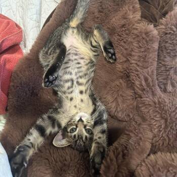 Bruno Mars -  Domestic Short Hair Cat for Adoption in Gibsonia, Pennsylvania - Bruno Mars | PetCurious