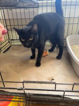 Rescue Domestic Short Hair Cats for Adoption in Hammond, Louisiana - Ombre | PetCurious