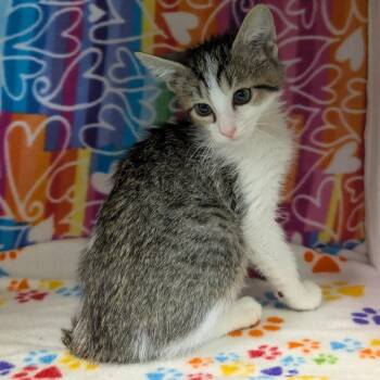 Rocco -  Domestic Short Hair Cat for Adoption - Rocco | PetCurious