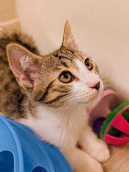Rocky Nougat -  Domestic Short Hair Cat for Adoption in Chandler, Arizona - Rocky Nougat | PetCurious