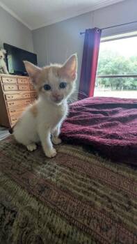 Roberto -  Domestic Short Hair Cat for Adoption in Town 