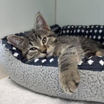 Domestic Short Hair Cats Available for Adoption in Naperville, Illinois - Tweed | PetCurious