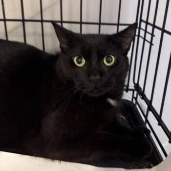 Rescue Domestic Short Hair Cats for Adoption in Eaton Rapids, Michigan - Another JO 54737 | PetCurious