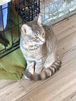 Mac -  Tabby and Domestic Short Hair Cat for Adoption in Shrewsbury, Massachusetts - Mac | PetCurious
