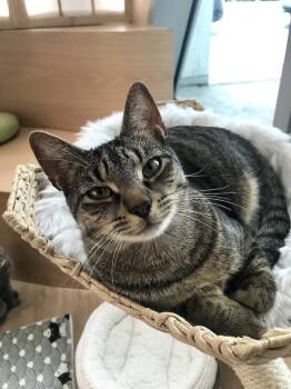 Rescue Domestic Short Hair Cats for Adoption in New York, New York - Grayson | PetCurious