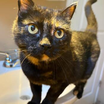 Rescue Domestic Short Hair Cats for Adoption in Fredericton, New Brunswick - Flo | PetCurious