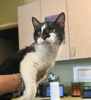 Felicity -  Domestic Short Hair Cat for Adoption in Rockwall, Texas - Felicity | PetCurious