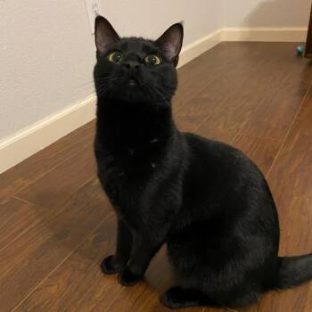 Domestic Short Hair Cats Available for Adoption in Houston, Texas - Alex | PetCurious