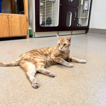 Brotato -  Domestic Short Hair Cat Available for Adoption in Myerstown, Pennsylvania - Brotato | PetCurious