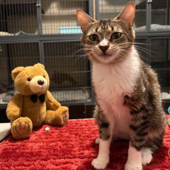 Domestic Short Hair Cats Available for Adoption in Eaton Rapids, Michigan - Ovaltine 55998 | PetCurious