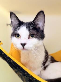 Iron -  Domestic Short Hair Cat Available for Adoption in Menomonie, Wisconsin - Iron | PetCurious
