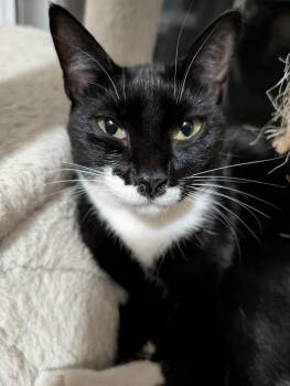 Rescue Domestic Short Hair Cats for Adoption - Momma Cassadaga | PetCurious