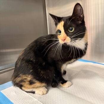 Faraday -  Domestic Short Hair Cat for Adoption in Greensboro, North Carolina - Faraday | PetCurious