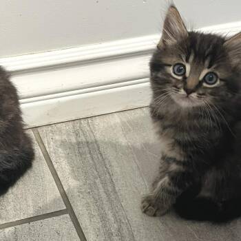Tupac Katari -  Domestic Short Hair Cat for Adoption in Redwood City, California - Tupac Katari | PetCurious