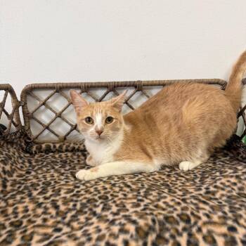 Domestic Short Hair Cats Available for Adoption in Houston, Texas - Libby | PetCurious