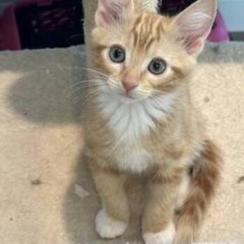 Apricot -  Domestic Short Hair Cat for Adoption in Gardnerville, Nevada - Apricot | PetCurious
