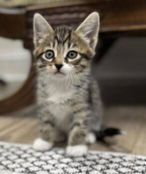 Rescue Tabby Cats for Adoption in Lawrenceville, Georgia - Crackers | PetCurious