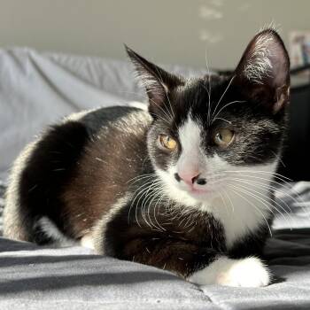 Rescue Domestic Short Hair Cats for Adoption in Lakewood, California - Sugar | PetCurious