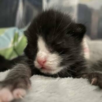 Rescue Domestic Short Hair Cats for Adoption in Jacksonville, Oregon - Chevo | PetCurious