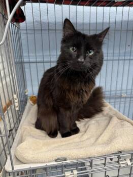 Domestic Short Hair Cats Available for Adoption in West Mifflin, Pennsylvania - King Triton | PetCurious